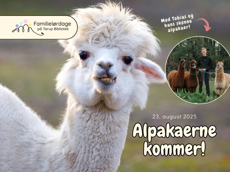 Alpakaerne kommer på Tarup Bibliotek